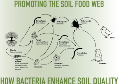 Soil Food Web